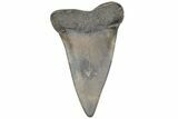 Fossil Broad-Toothed Mako Tooth - South Carolina #214591-1